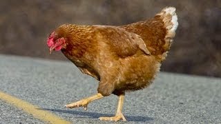 Why Did The Chicken Cross The Road [upl. by Reichel]