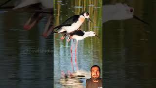 Blackwinged stilt Couple Wincent 3Qnzw bird nature wildlife hawistudios [upl. by Cleopatra]