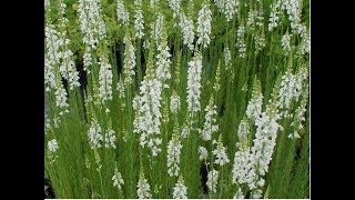 546  How to grow n care Linaria Toadflax FlowersBaby Snapdragon Flower Hindi Urdu 201017 [upl. by Havard]