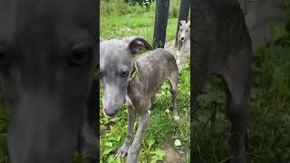 Playful Whippet Pups  Dogs Trust [upl. by Tlok]