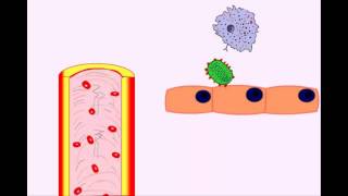 USMLE Animated Immunology  Infection amp Acute Inflammation  Monocytes amp Macrophages [upl. by Airotel54]