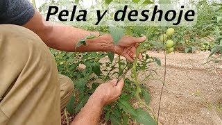 PODA y DESHOJE  ¿Cómo han crecido las plantas de tomate  Organic Roquetas [upl. by Horacio]