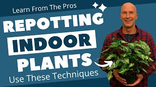 Best Way to Repot Indoor Plants  How to Repot Plants Correctly [upl. by Madian]