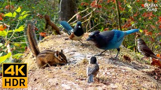 Cat TV for Cats to Watch 😺 Autumn Birds Chipmunks and Squirrels 🐦🐿️ 8 Hours4K HDR [upl. by Idalia]