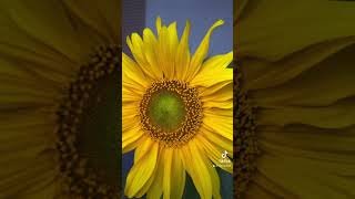 How To Grow More Sunflower [upl. by Baecher]