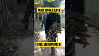 PANEN HAMA BIAWAK viral viralvideo biawak berburu pubgmobile viralshort viralshorts [upl. by Terr]