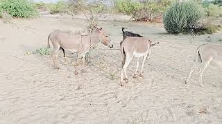 Unveiling the Charms of these Equine BeautiesquotEquus Africanus Asinus The Story of Domestic Donkeys [upl. by Dressler]