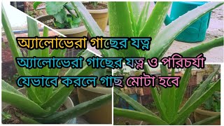 অ্যালোভেরা গাছের যত্ন ও পরিচর্যা যেভাবে করলে গাছ মোটা হবে  জেনে নিন [upl. by Azil]