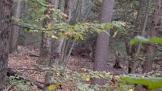 Archery Hunt  Bowtech Carbon Zion  Blood Trail [upl. by Tnahsin]