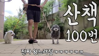 강아지 산책 하루에 100번 하면 생기는 일 [upl. by Downes]