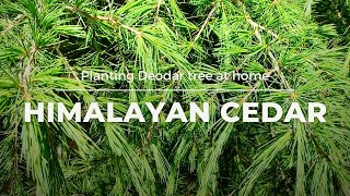 Planting Deodar  Himalayan Cedar tree at home with English subtitles cc  Cedar ornamental tree [upl. by Tallou782]