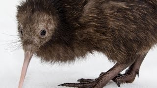 Meet a Kiwi at Smithsonian National Zoo [upl. by Brosy]