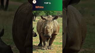 Top 10 Animals with the Longest Gestation Periods in the World short Top10 GestationPeriod [upl. by Olav]