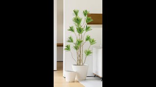 Dracaena reflexa artificial plant [upl. by Nelubez]