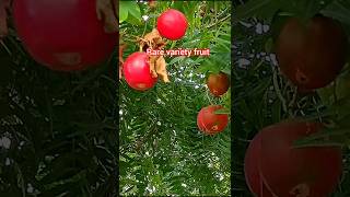 அபூர்வ வகை பழம் பார்த்திருக்கீங்ளா gardening figlife anithaslifediary garden nature shorts [upl. by Stacie]