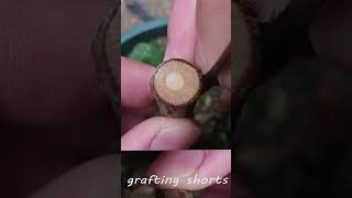 Rose grafting process l grafting shorts l grafting tree lemontreetrees [upl. by Ganiats]