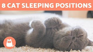 8 CAT SLEEPING POSITIONS 🐱💤 What Do They Mean [upl. by Zeuqram375]