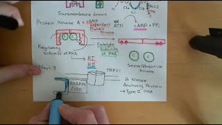 Pain and Analgesic Drugs Part 7 [upl. by Ariel650]