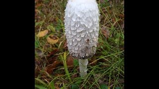 Schopftintling  Coprinus comatus [upl. by Suired628]