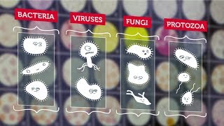 What Are Microbes  RMIT University [upl. by Eahsat]