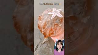 KIRAIN JELLY TERNYATA UBUR UBUR jellyfish ocean beach [upl. by Lacombe]