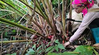 Meeting Ms Vang Hoa for breakfast  Harvesting cardamom Goes to the market to sell   anh hmong [upl. by Atteynod]