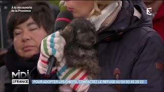 Adoption de Pollux Papillote et leur maman Grisette [upl. by Belak]