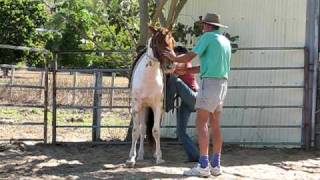 The Little Piebald that Could Chelsey Gets Bucked off a Horse [upl. by Othelia]