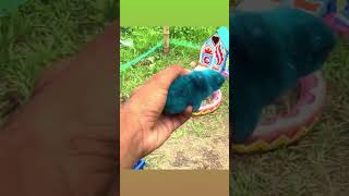 ayam warna warni dan bebeknya lucu shorts yt ytshorts colorfulchicks cuteanimal funny toy38 [upl. by Alliuqet]