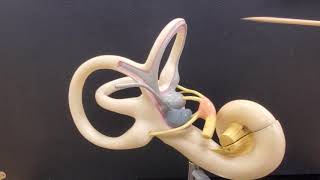 Professor Long  Ear Anatomy 2 Inner Ear [upl. by Atinuj]