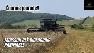 Moisson blé biologique Énorme journée agriculturebiologique agriculture [upl. by Ciryl]