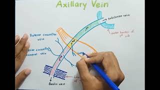 Axillary Vein  Anatomy [upl. by Liebowitz]