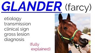 GLANDER  FARCY  disease  etiology  transmission  clinical sign  lesions  diagnosis [upl. by Antonina167]