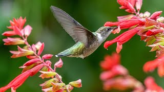 Top 10 Best Plants To Attract Hummingbirds with Sarah [upl. by Aicitan]