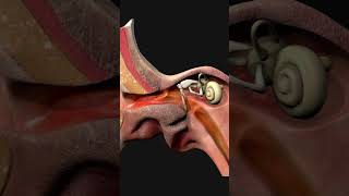 Ear Canal ear biology medical anatomy [upl. by Morentz]