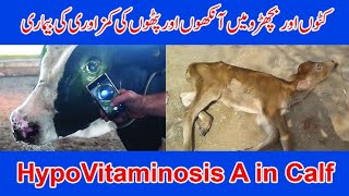 Hypovitaminosis A in Calf and its treatment [upl. by Cacka82]