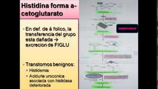 BIOQUIMICA DE PROTEINAS CLASE 2 CATABOLISMO DE ESQUELETOS DE CARBONO DE AMINOACIDOS [upl. by Tremaine216]