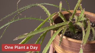 Lepismium cruciforme Hurricane Cactus Houseplant Care — 328 of 365 [upl. by Jeb]