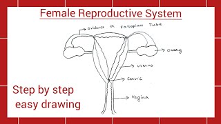 How to draw Female Reproductive System easy Grade 10 Female reproductive system easy drawing ncert [upl. by Penn]