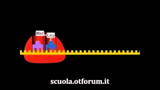 Biochimica  La sintesi delle proteine [upl. by Ennaeirrac]