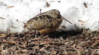 American Woodcock walking [upl. by Egroj]