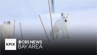 Warming climate threatens food supply for Arctic foxes [upl. by Eniamahs]