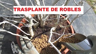 TRASPLANTE QUERCUS ROBUR ROBLE CARBALLO EN YOSEUE FORMACIÓN EN GRUPO [upl. by Airtemak]