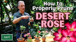 How to Properly Prune Desert Rose Adeniums [upl. by Trixi]