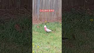 GALAH BIRD 🇦🇺🪃🦜🦅🕊🐦 [upl. by Hardden]