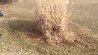 How To Rid a Pampas Grass In 1 Min [upl. by Eniala14]