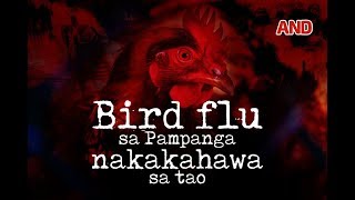 Bird flu sa Pampanga nakakahawa sa tao [upl. by Maleki]