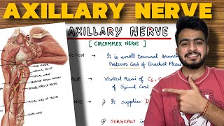 Axillary Nerve Anatomy  Upper Limb Anatomy [upl. by Gomez744]