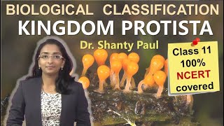 Kingdom Protista  Biological classification lecture 3 [upl. by Jacobah602]