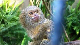 Pygmy Marmoset Attacks [upl. by Avir]